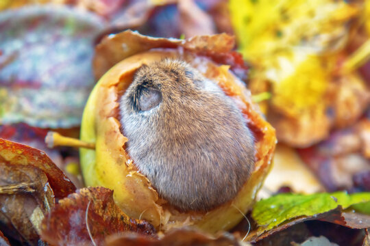 Horticulture. Voles feed on apples fallen from tree in garden until frosts. Rodents gnaw out peculiar round cavities in fruits, they eat pulp and especially like seeds. Common red-backed vole