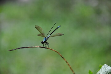Blue Dragonfly, Babinda Boulders, Tropical far north Queensland 