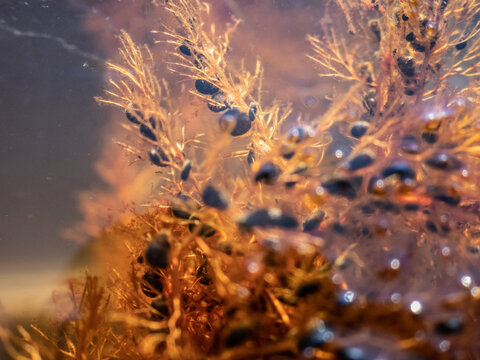 Predatory plant Common Bladderwort (Utricularia vulgaris) in fresh stagnant reservoirs, feeds small crustaceans. Black trap capsules indicate that plant is digesting multiple prey. Photo underwater