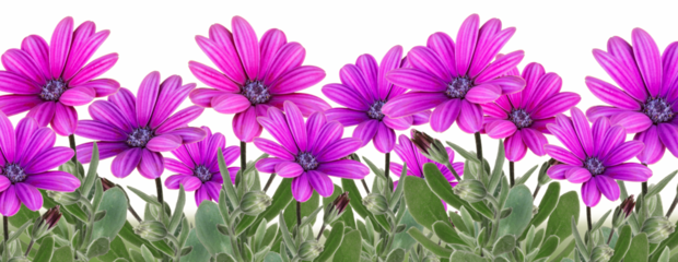 Purple daisy flower and green grass border