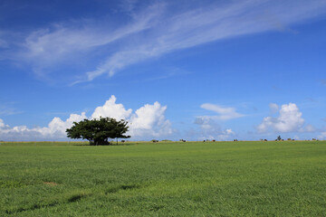 沖縄　黒島_ハートアイランド