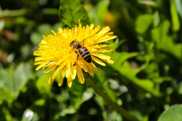 Honey bee on yellow dandelion flower in spring garden. Hardworking bees pollinate dandelion blossoms with pollen. Summer green lawn