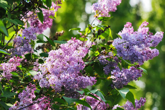 syringa vulgaris blossom in spring. floral nature background