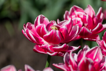 Pink with white tulips flowers blooming with greenery, sunny spring flowerbed close-up with blurred green background