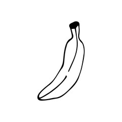 Banana fruit isolated on white background in line art style, doodle and Lines. Vector clipart in hand drawn stile.