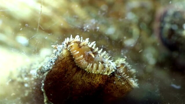 Close-Up of Clam Mouth in 4K Ultra HD Resolution