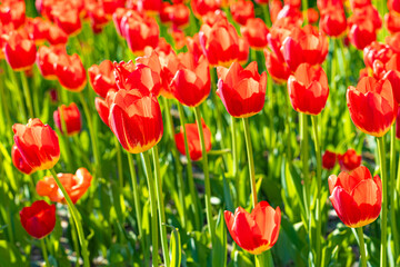 Obraz premium Red tulip in a flower bed shot close-up.