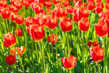 Red tulip in a flower bed shot close-up.