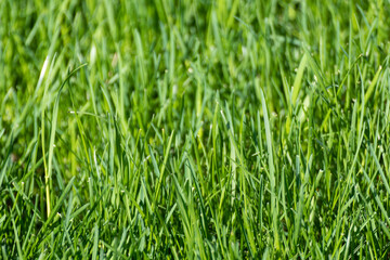 Fototapeta na wymiar Green grass blades close-up details on blurred background. Natural fresh weed shining lawn background. Vibrant spring nature pattern