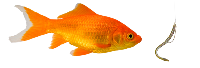 Another phishing scam looking for a victim