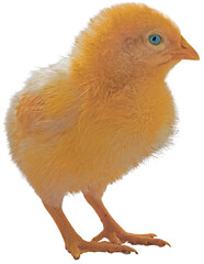 Yellow baby chick with bright blue eyes