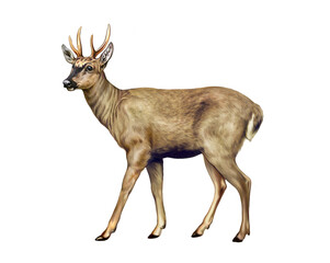 South Andean deer, Hippocamelus bisulcus