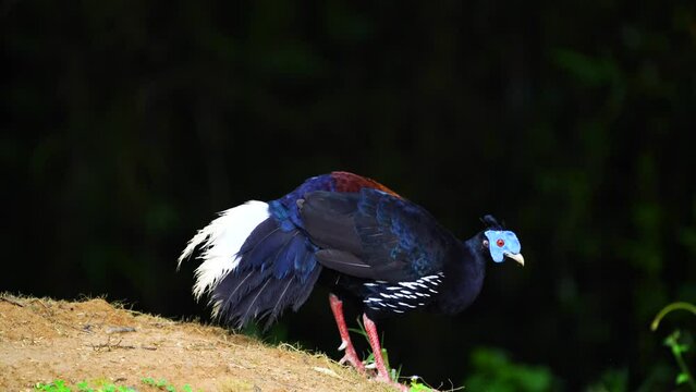 Crested Fireback Pheasant Living in green grass.