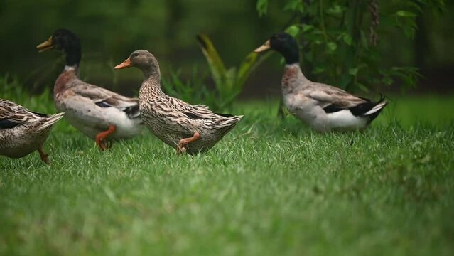 The group of Domestic duck waddling on green grass. Full body. Wildlife background. No people
