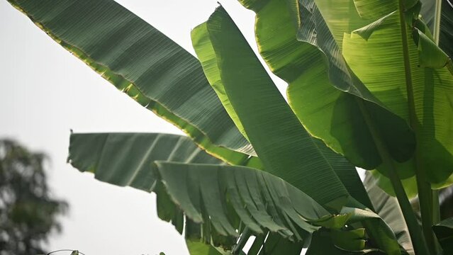 Background of tropical banana tree leaves swaying in the breeze with patterns forming from their shape and the way sunlight and shadow is falling on the banana leaves.