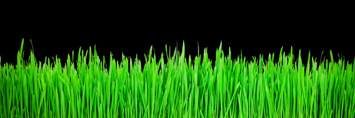 Fototapeta na wymiar a green grass on a black background
