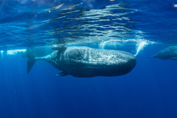Fototapeta premium Sperm whale