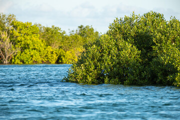 Green mangrove with blue water at high tide