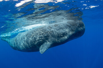Fototapeta premium Sperm whale