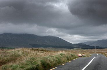 Sheep on road in valley. Fog. Connamara Westcoast Ireland. Moutains.