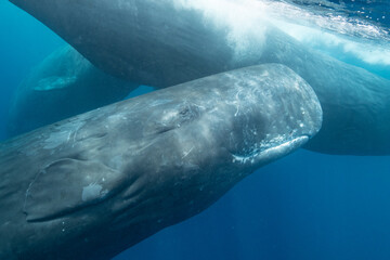 Naklejka premium Sperm whale
