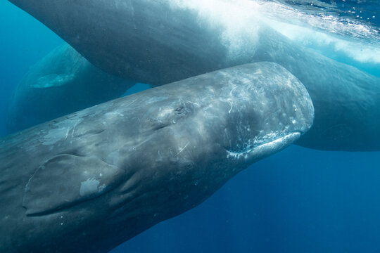 Sperm whale
