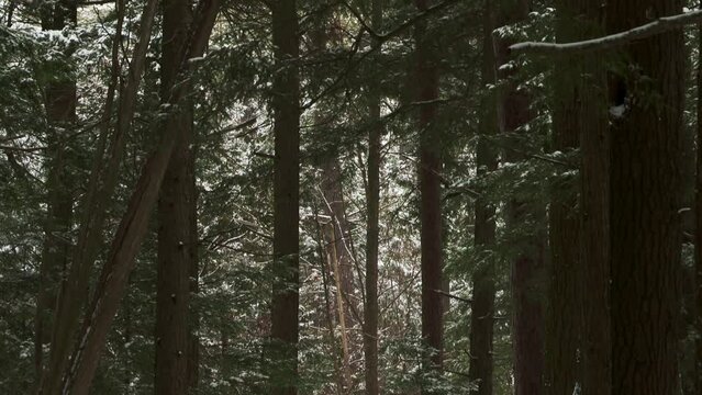 Forest Park With Snow-Covered Ground In Ausable Chasm, New York, USA. Tilt-down