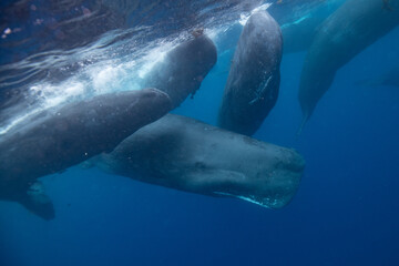 Obraz premium Sperm whale