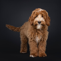 Cute red with white male Labradoodle dog, standing up facing front. Looking towards camera. Isolated on a black background.