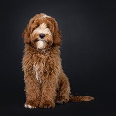 Cute red with white male Labradoodle dog, sitting up facing front. Looking towards camera. Isolated on a black background.