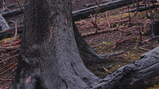 Trunk of tree burned to charcoal during forest fire, close up view