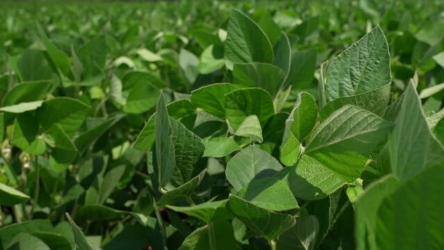 Beautiful Soybean Plants In Field