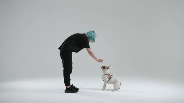 Master of French bulldog using go marker with the sit command in dog training. Woman rewards the pet with food, after the dog performs the command. High quality 4k footage