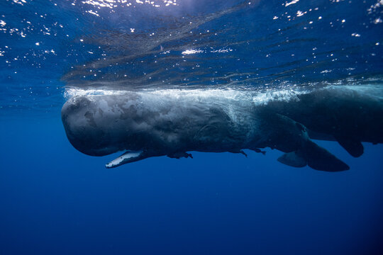 Sperm whale
