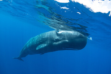 Sperm whale