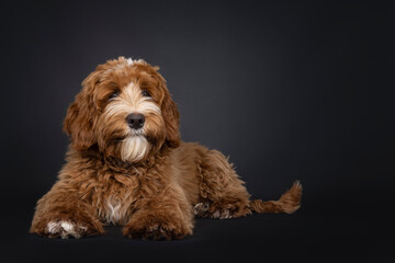 Cute red with white male Labradoodle dog, laying down side ways. Looking beside camera. Isolated on a black background.