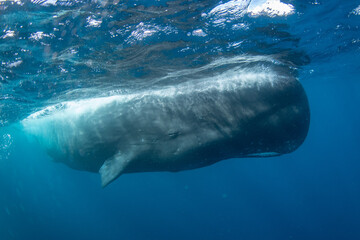 Naklejka premium Sperm whale