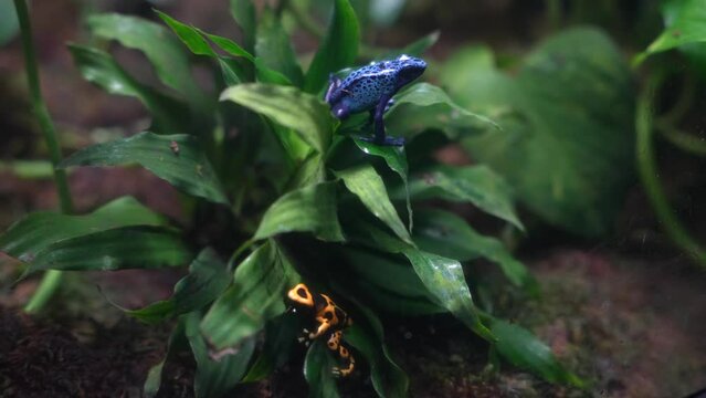 Two Poison Dart Frogs sitting in a cornstalk