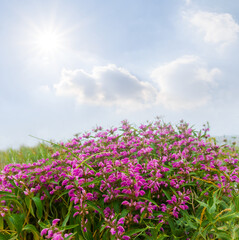 Obraz na płótnie Canvas closeup wild flowers bush under sparkle sun, summer natural scene