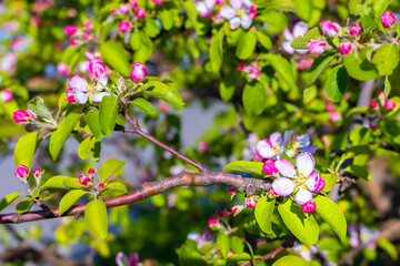 close-up shot of cherry blossom tree in spring