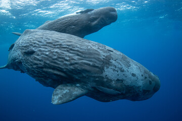 Sperm whale © Stanislav