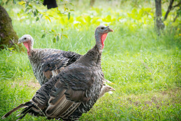On a bright sunny day in the summer, there are turkeys in the garden.