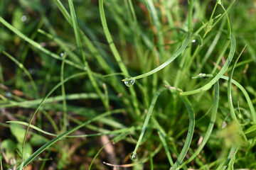 beautiful morning dew drops on the grass.