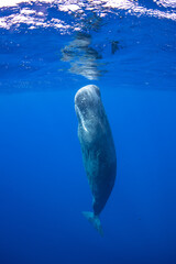 Naklejka premium Sperm whale