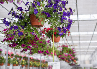 Fototapeta na wymiar Petunias in pots. Flowers in pots in a greenhouse. Beautiful blooming green house. Greenhouse for growing seedlings of plants. Flowering plants in a flower nursery.