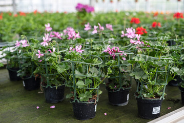 Fototapeta na wymiar Flowering pelargoniums in pots in a greenhouse for sale