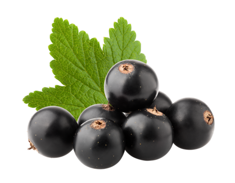 Black currant isolated on white background, full depth of field
