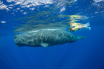 Obraz premium Sperm whale