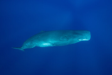 Fototapeta na wymiar Sperm whale