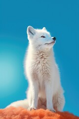 Arctic Fox in vibrant colors
